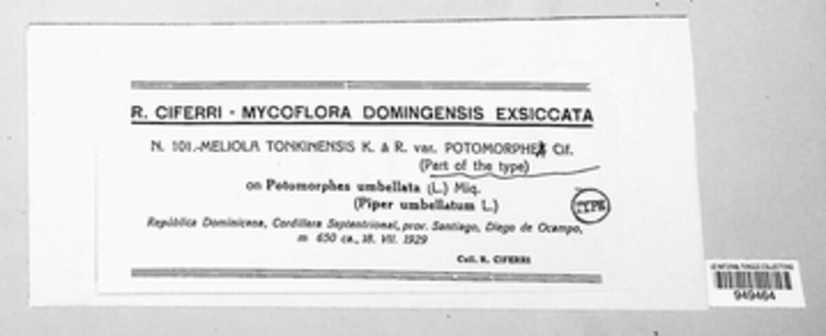 Appendiculella tonkinensis image